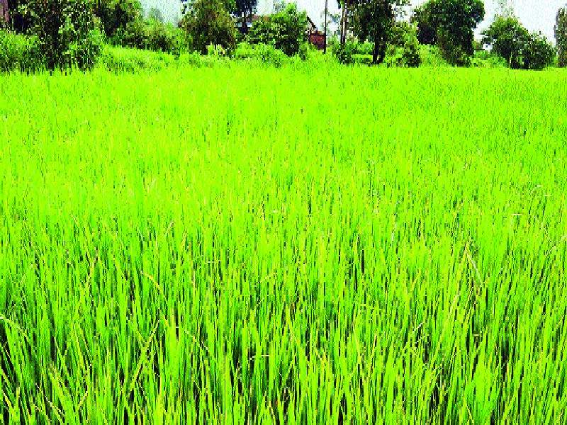 Mowing rice rice, farmers havoc, crisis due to crop failure | मावळातील भातपीक आले धोक्यात, शेतकरी हवालदिल, करपा रोगाच्या प्रादुर्भावामुळे संकट