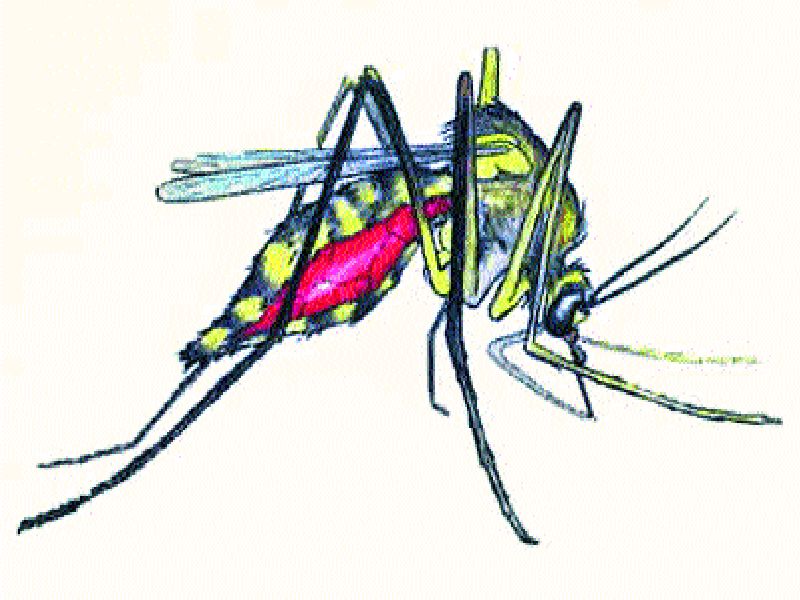  Inspection centers of Dengue-mosquitoes, health department survey in 21 thousand income earnings in the city | शहरातील २१ हजार मिळकतींत डेंगी डासांची उत्पत्ती केंद्रे, आरोग्य विभागाची पाहणी  