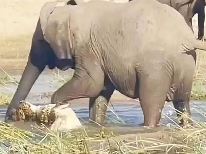 Elephant kills crocodile bloody battle video viral elephant and crocodile fight result | Elephant Kills Crocodile : हत्तीनं पाण्यात घुसून मारली मगर; झुंजीचा संपूर्ण VIDEO कॅमेऱ्यात कैद...!