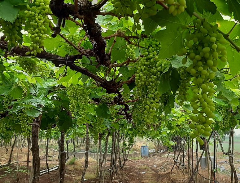rains in Niphad taluka, Grape growers panic in nashik | निफाड तालुक्यात रिमझिम पाऊस, द्राक्ष पंढरीत उत्पादक धास्तावले