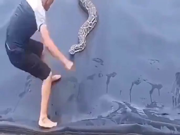 viral video man plucking snake out of water and then Python comes | Shocking Video : पाण्यातल्या सापाला माणसानं पकडलं, तेवढ्यात मागून आला अजगर अन् मग...