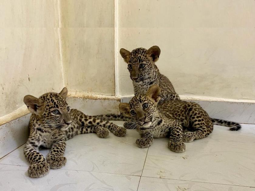 Three leopard cubs found in Nashik range in Mumbai | नाशिक परिक्षेत्रात आढळून आलेली बिबट्याची तीन पिल्ले मुंबईत