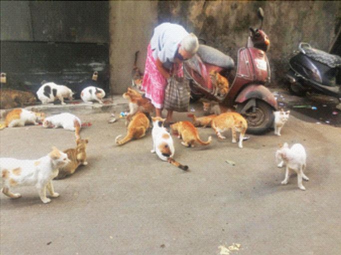 Bollywood actor John Abraham's aunt feeds 45 cats daily, living at Grant Road | बॉलिवूड अभिनेता जॉन अब्राहमची मावशी देते ४५ मांजरांना दररोज जेवण, ग्रॅण्ट राेड येथे वास्तव्य
