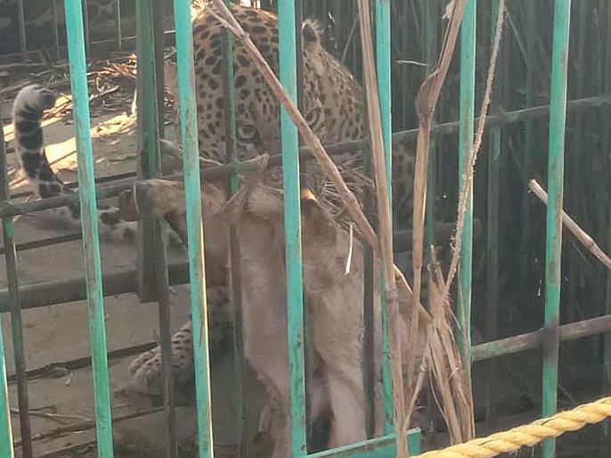 Ahmednagar cannibalic leopard was finally imprisoned | 'तो' नरभक्षक बिबट्या अखेर जेरबंद, आठ दिवसांपासून घालत होता धुमाकूळ