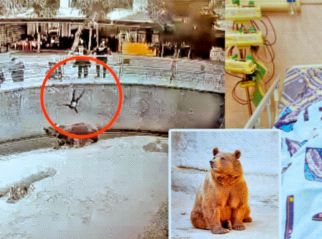 The mother threw the girl in front of the bear, What is next | मुलीला आईने फेकलं अस्वलासमोर... पुढे?