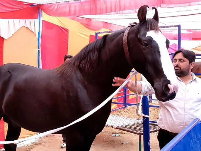 Punjab Salman khan offers rejected horse owner paramveer dev 3-5 crore rupees punjab faridkot | जत्रेत आला कोट्यवधींचा घोडा, सलमान खाननं लावली बोली, मालकानं दिलं असं उत्तर