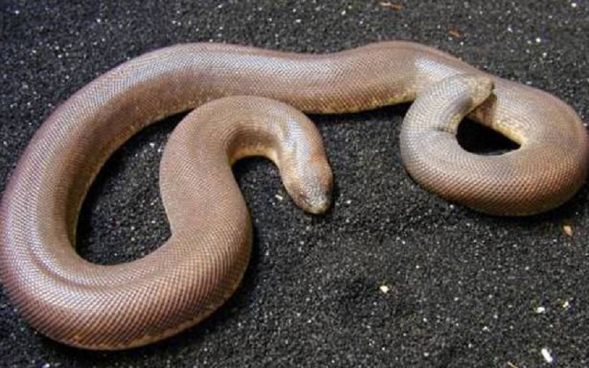 OMG: Use of a snake to increase sex power? | OMG : ​‘सेक्स पॉवर’ वाढविण्यासाठी चक्क सापाचा वापर ?