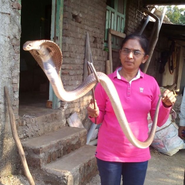 18 cobra caught in the same place on the farmhouse | मेहकरातील फार्महाऊसवर एकाच ठिकाणी पकडले १८ नाग