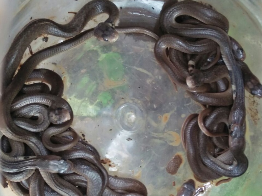 33 cobra found in Khamgaon | खामगावात आढळली नागाची ३३ पिले
