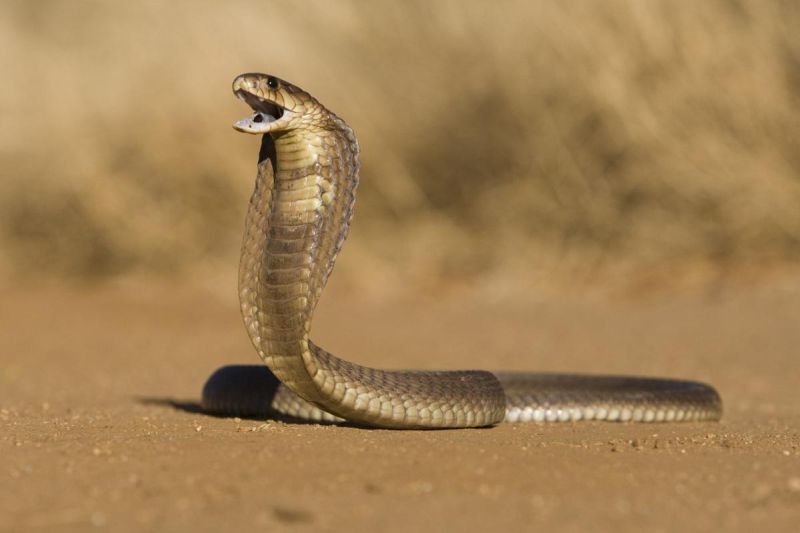 The cobra climed on his chest | अन् त्यांच्या छातीवर चढला कोबरा
