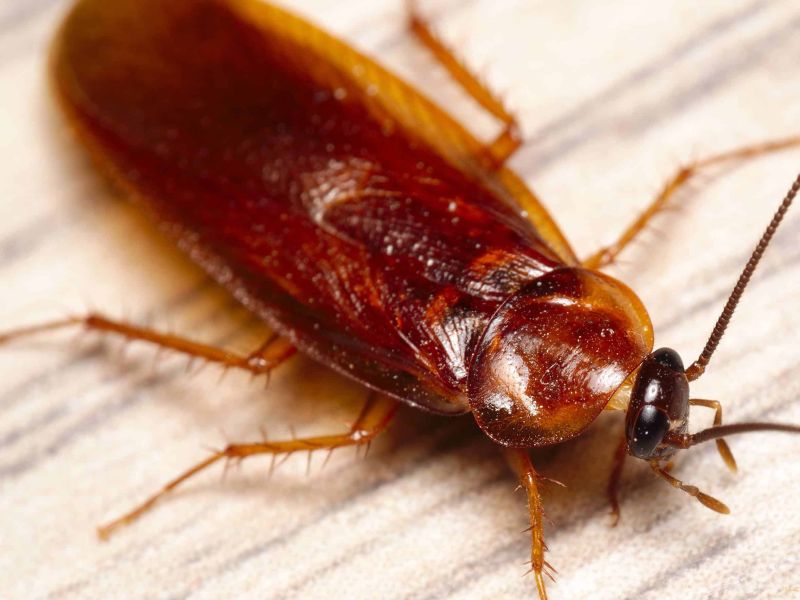 Get rid of roaches naturally | घरातील झुरळ पळवण्यासाठी करा हे घरगुती उपाय