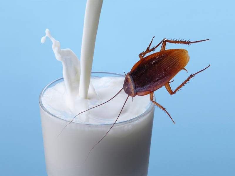 Is cockroach milk back as a superfood trend? | झुरळाचं दूध.... एेकून म्हणाल ईsss', पण भारीच गुणकारी