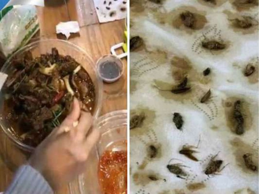 Woman found 40 dead cockroaches in her online ordered food video goes viral | Video : महिलेच्या जेवणात निघाली ४० मेलेली झुरळं, ऑनलाइन मागवली होती फेव्हरेट डिश!