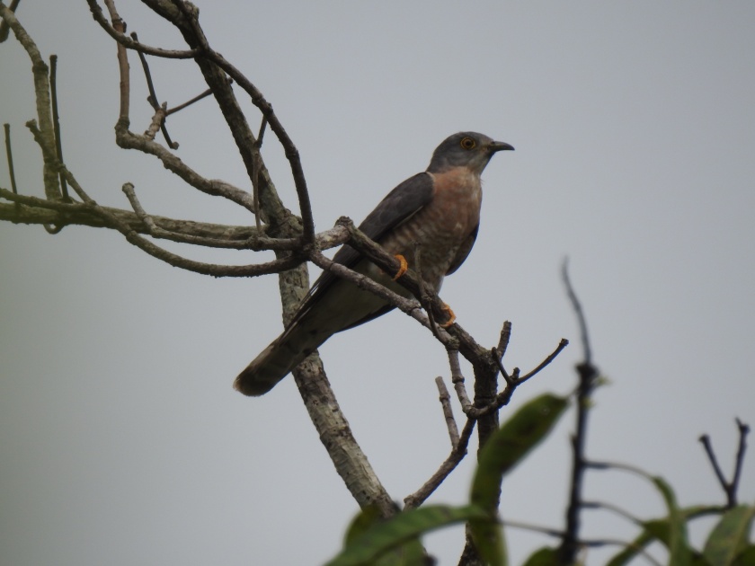 These birds of Konkan offer the arrival of rain | कोकणातील ही पाखरे देतात पावसाच्या आगमनाची चाहुल