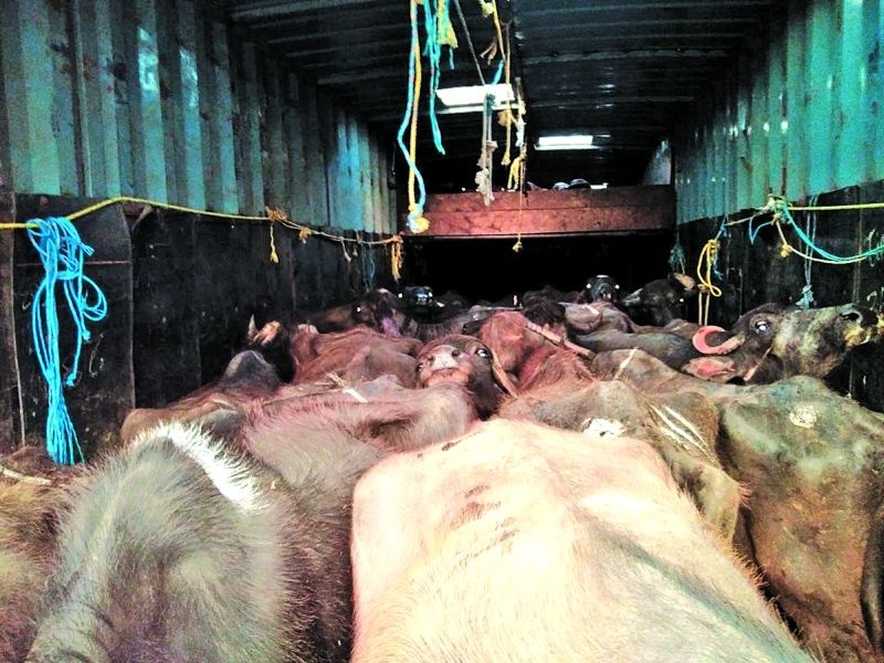 Akola: Livelihood for containers, cargo vehicles, 52 cattle | अकोला : कंटेनर, मालवाहू वाहनामधील ५२ गुरांना जीवनदान