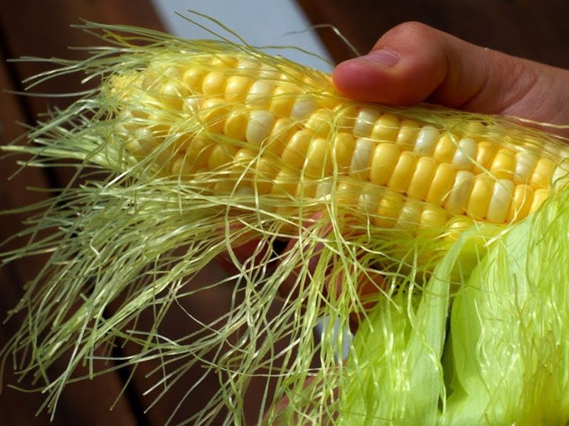 Know the amazing health benefits corn silk | 'हे' फायदे वाचल्यावर तुम्ही कधी चुकूनही फेकणार नाही मक्याचे चमकदार धागे!