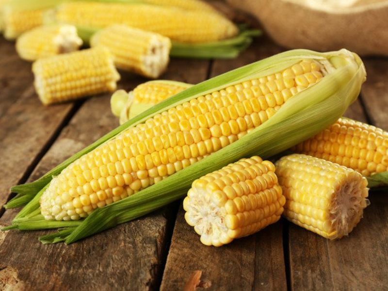 Health Tips In marathi : Health benefits of eating corn in rainy season | रक्ताची कमतरता भरून काढण्यासह पोट साफ होण्यास फायदेशीर मका; इतर फायदे वाचून व्हाल अवाक्