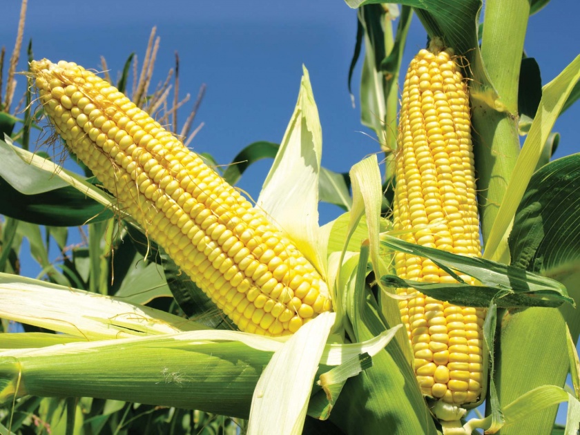  Only 12 quintals of maize per acre will be procured from NAFED | नाफेडकडून होणार केवळ एकरी बारा क्विंटल मक्याची खरेदी
