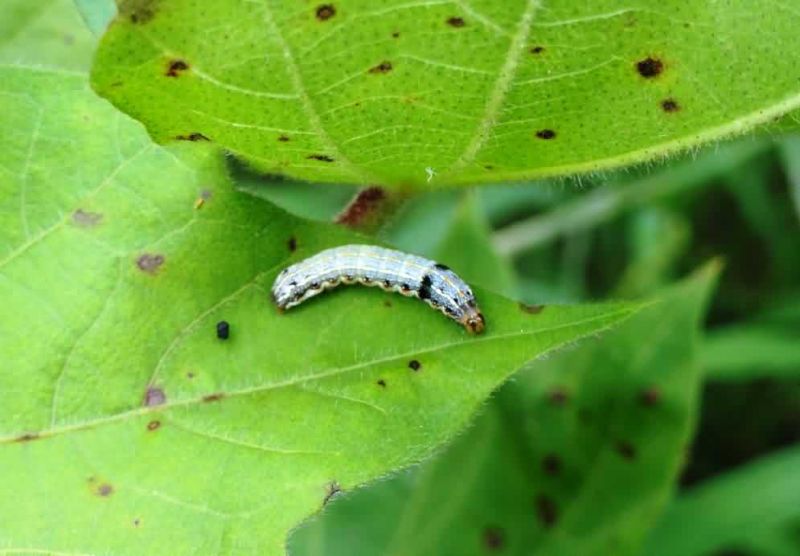 The possibility of the onset of worm on cotton | पौर्णिमेनंतर कपाशीवर अळीच्या प्रादुर्भावाची शक्यता!