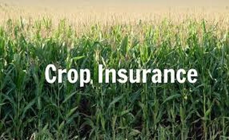 The minimal benefit of crop insurance | पीक विम्याचा अत्यल्प लाभ