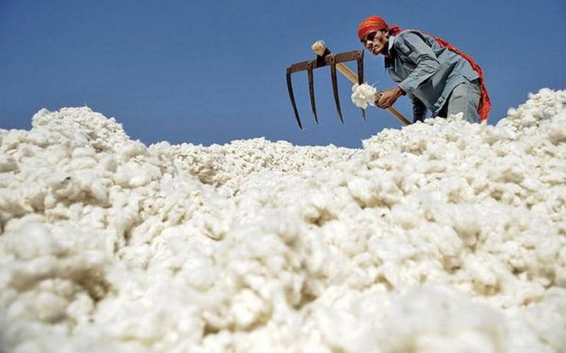 Relief to farmers: Cotton procurement begins in the state from Wednesday | शेतकऱ्यांना दिलासा:  बुधवारपासून राज्यात कापूस खरेदीस सुरुवात 