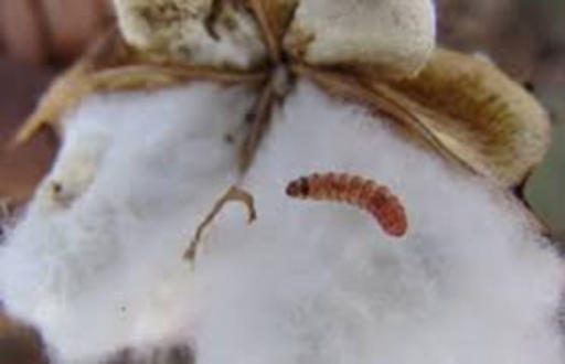 In 15 days Panchnama will be made of larva affected cotten corps | १५ दिवसांत बोंडअळीग्रस्त पिकांचे पंचनामे होतील
