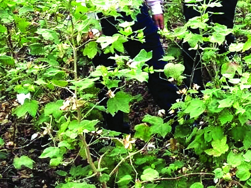 Farmers suffer from cotton bottles! | नांद्रा परिसरात कपाशीवरील बोंडअळीने शेतकरी त्रस्त!