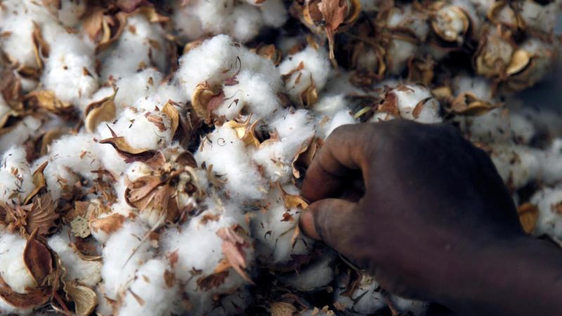 Cotton stored in a home is considered to be health hazardous | घरात साठवलेला कापूस ठरत आहे आरोग्यास घातक