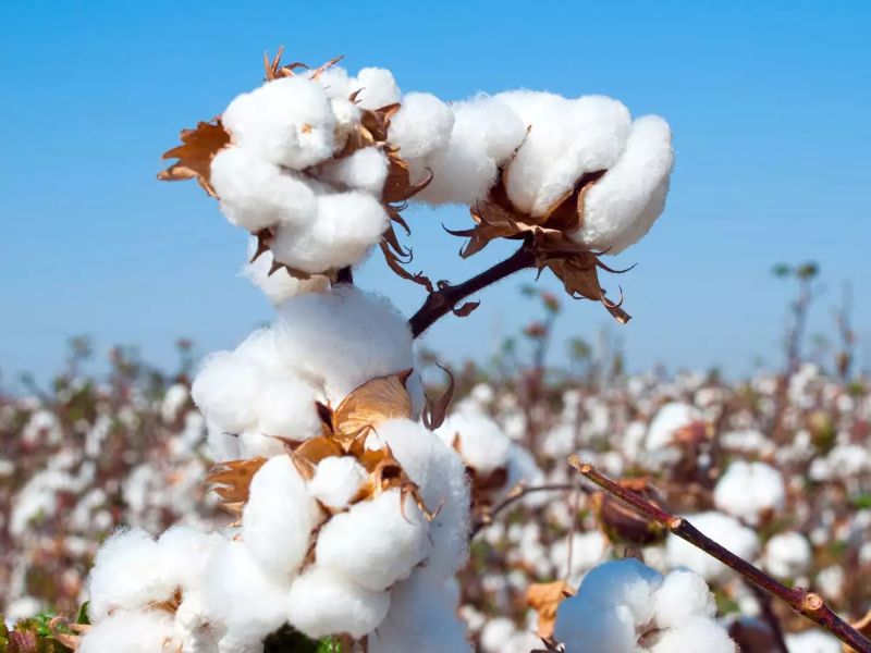 Marketing Federation will buy 85,000 quintals of cotton per day | पणन महासंघ खरेदी करणार दररोज ८५ हजार क्विंटल कापूस