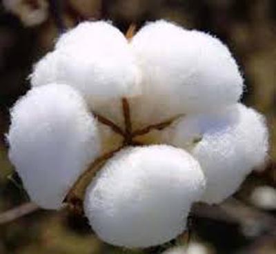 Parbhani: 3% chance of cotton arrival | परभणी : ५० टक्के कापसाची आवक होण्याची शक्यता