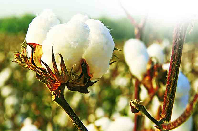 Cotton prices have low prices: Farmers throw cotton in the river! | कापसाला अत्यल्प भाव : शेतक-याने नदीपात्रात फेकला कापूस!