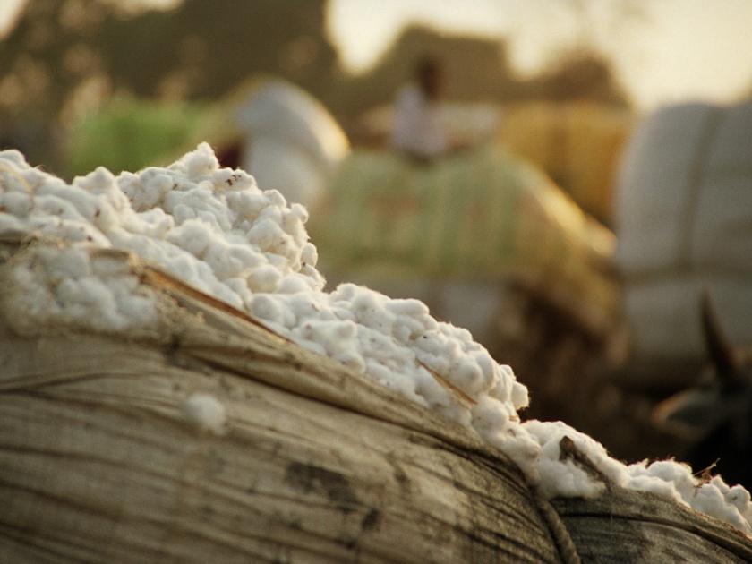 The farmers did not get any money for sold cotton | विकलेल्या कापसाचे शेतकऱ्यांना पैसेच मिळाले नाही
