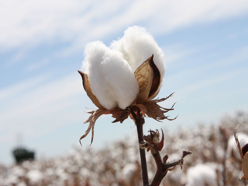 farmers are suffers due to The GST is being implemented on cotton;whereas the businessmans are confused | कापसावरही ‘जीएसटी’ लागू झाल्याने शेतक-यांना फटका तर व्यापा-यांमध्ये गोंधळाचे वातावरण