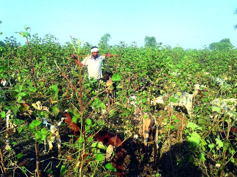 In Khamgaon taluka, 19 thousand hectares of crop was interrupted by Bondline! | खामगाव तालुक्यात १९ हजार हेक्टरवरील कपाशी बोंडअळीने बाधित!