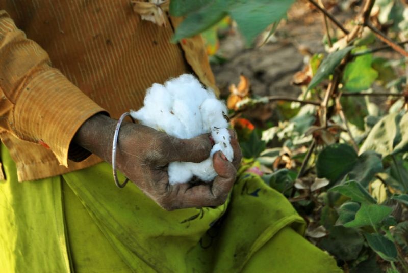 Farmers across the state will burn a handful of cotton today | राज्यभरातील शेतकरी आज जाळणार मूठभर कापूस
