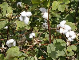 lack of raining Minor impact on cotton yield | पावसाच्या खंडाचा खारपाणपट्ट्यातील कपाशीवर अल्पसा परिणाम