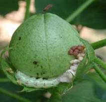 Cotton bud larva affected farmers will get help from Central Government | बोंडअळीग्रस्त शेतकऱ्यांना केंद्राकडून मदतीचा हात