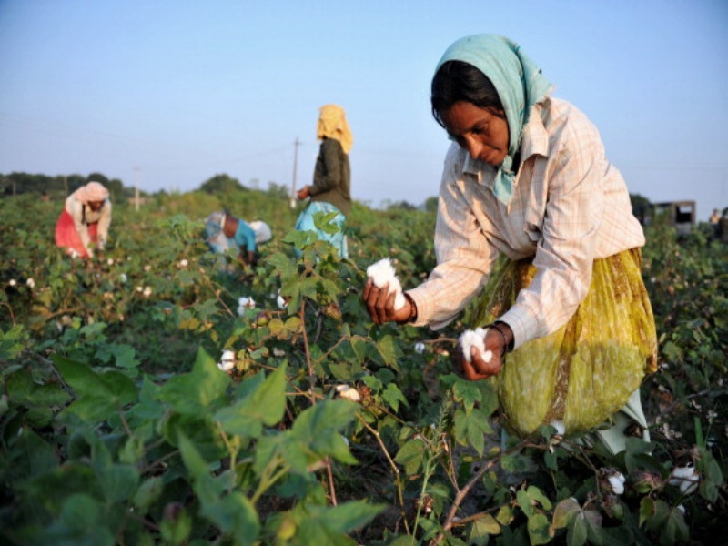 Unprotected drug destroy of Cotton crop : The Department of Agriculture | अप्रमाणित औषधांनी केला कापसाचा घात : कृषी विभाग 