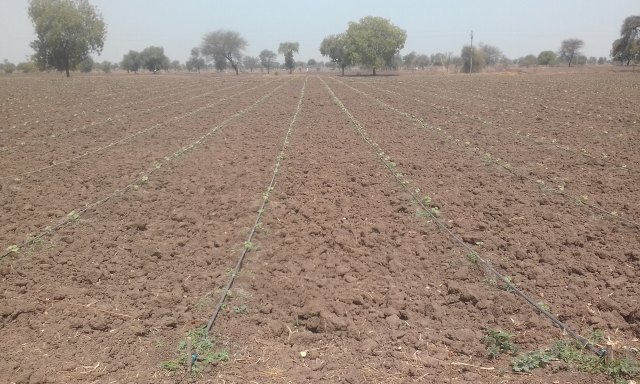 cotton crop flourish in extreme heat condition |  दुष्काळात जगविलेली कपाशी वेधतेय लक्ष!
