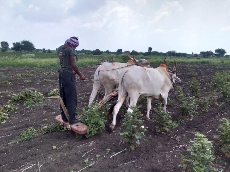 Crop in trouble due to rain; A female farmer expel five acres of cotton by anchor | पावसाअभावी पिके संकटात; महिला शेतकऱ्याने पाच एकर कापसावर फिरवला नांगर