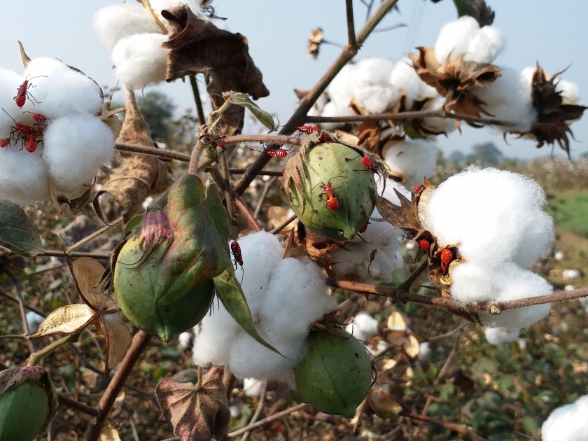 In Nagpur district again cotton production in crises | नागपूर जिल्ह्यात कपाशी पुन्हा संकटात : बोंडअळीनंतर आता कवडी रोगाचे आक्रमण