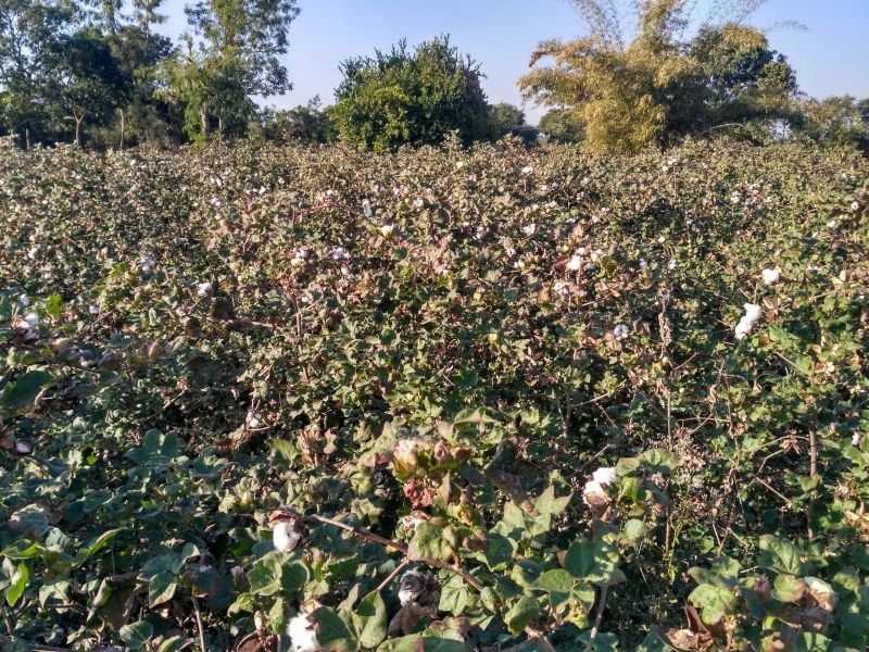  The temptation of cotton growers | कापूस उत्पादक अडकला फरडच्या मोहात