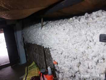 15% cotton is still in farmers' homes | १५ टक्के कापूस अजूनही शेतकऱ्यांच्या घरात