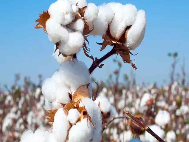  Purchase of cotton at a cost of Rs. 5,000 less than guarantee | हमीभावापेक्षा १ हजार रुपये कमी भावाने कापसाची खरेदी