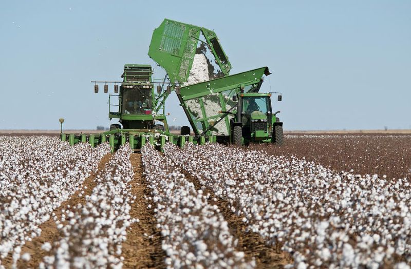 Cotton picking machine will be made by DR. PDKV | कापूस वेचणी यंत्र तयार करणार!
