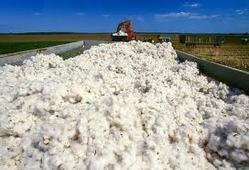 Cotton prices fallen; have worried farmers' concern! | कापसाचे दर कोसळल्याने शेतकऱ्यांची चिंता वाढली !