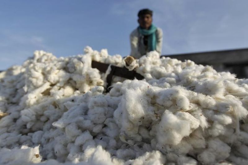 Cotton prices likely to drop this year! | कापसाचे दर यावर्षी घटण्याची शक्यता!