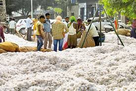   Government starts cotton procurement; Soyabean prolong | कापसाची शासकीय खरेदी सुरू ; सोयाबीनची लांबली!
