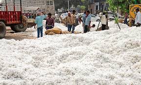  'Marketing' to buy cotton for prolonged | ‘पणन’चा कापूस खरेदी मुहूर्त लांबणीवर