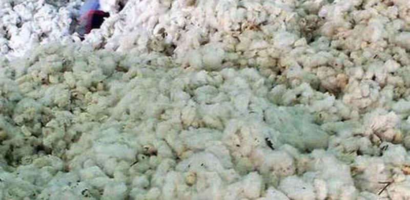 Cotton pruchsing increase at Market | ‘पणन’कडे कापसाचा ओघ!